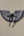 Collar No.6